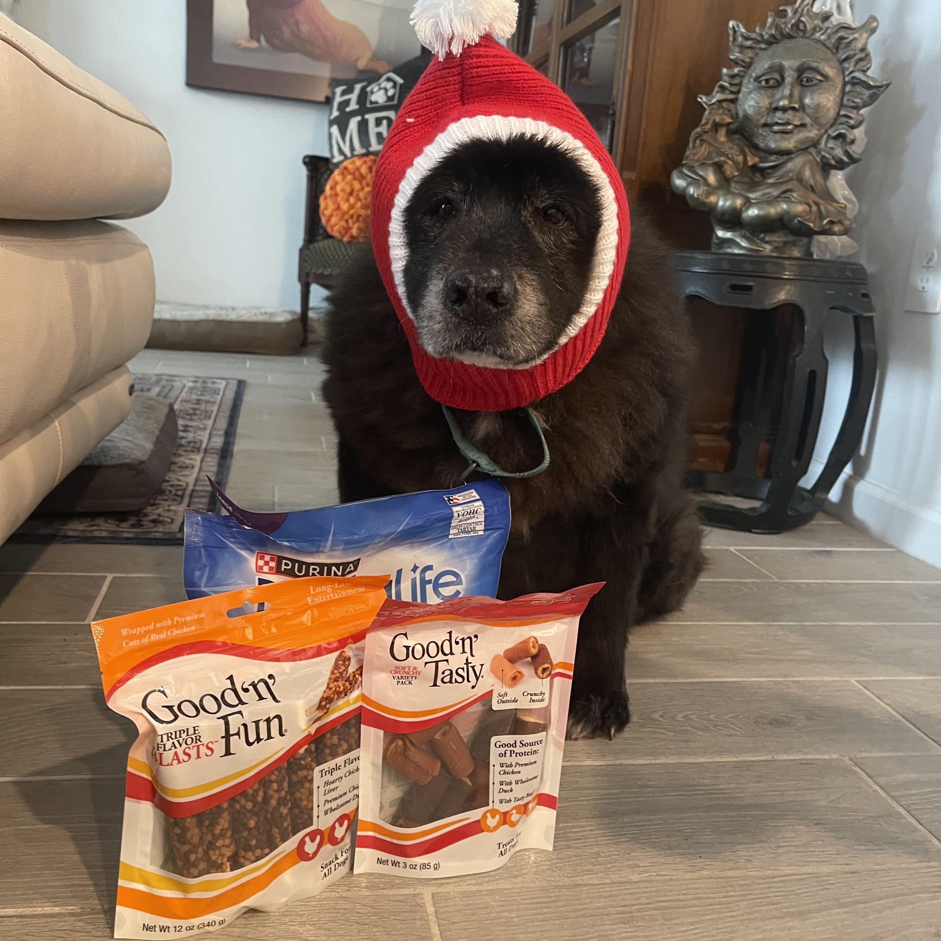 Kristoff (FL), Adoptable, Senior Male Chow Chow & Newfoundland Dog.