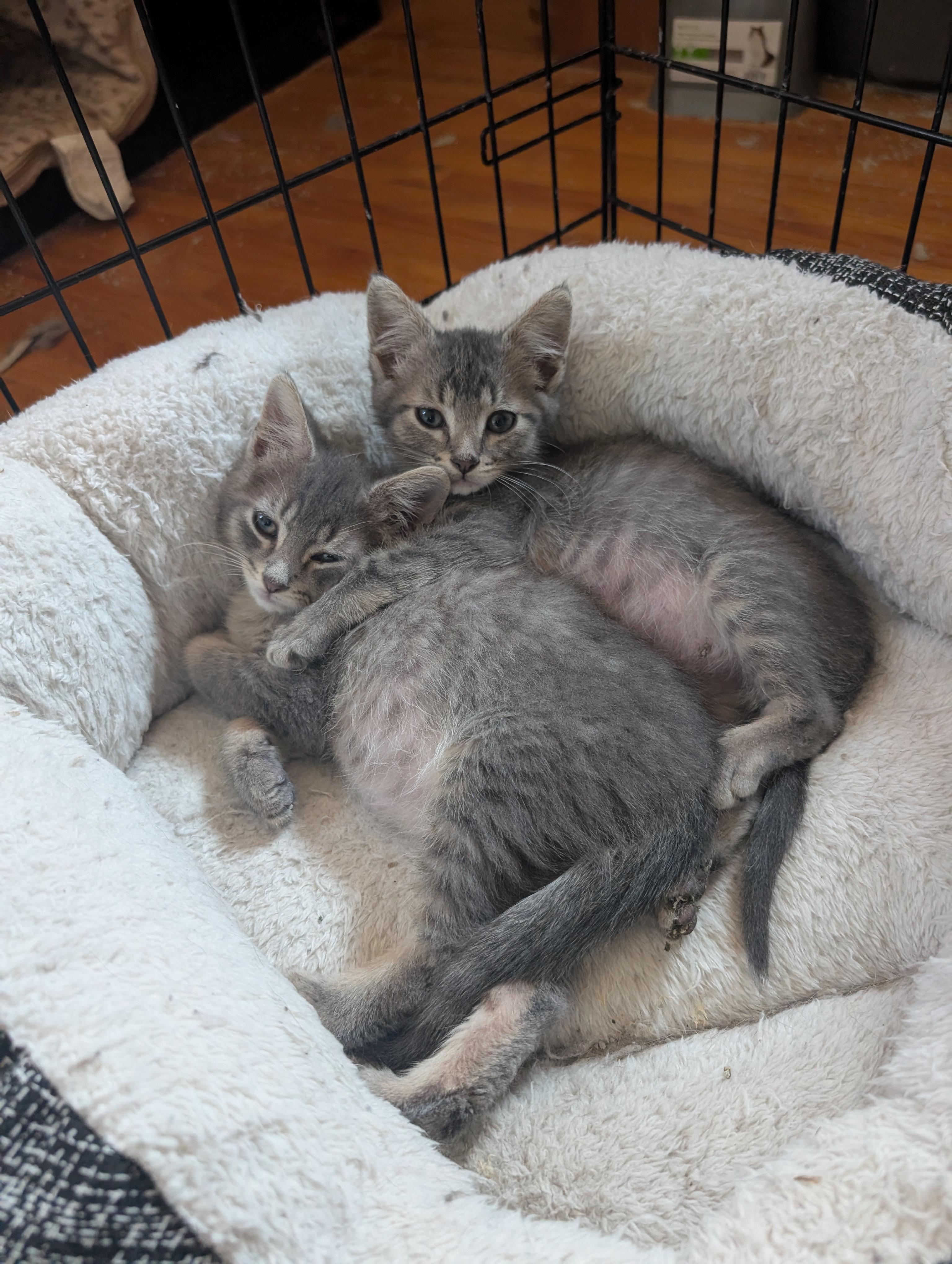 Sam and Mitch, Adoptable, Kitten Male Domestic Short Hair.