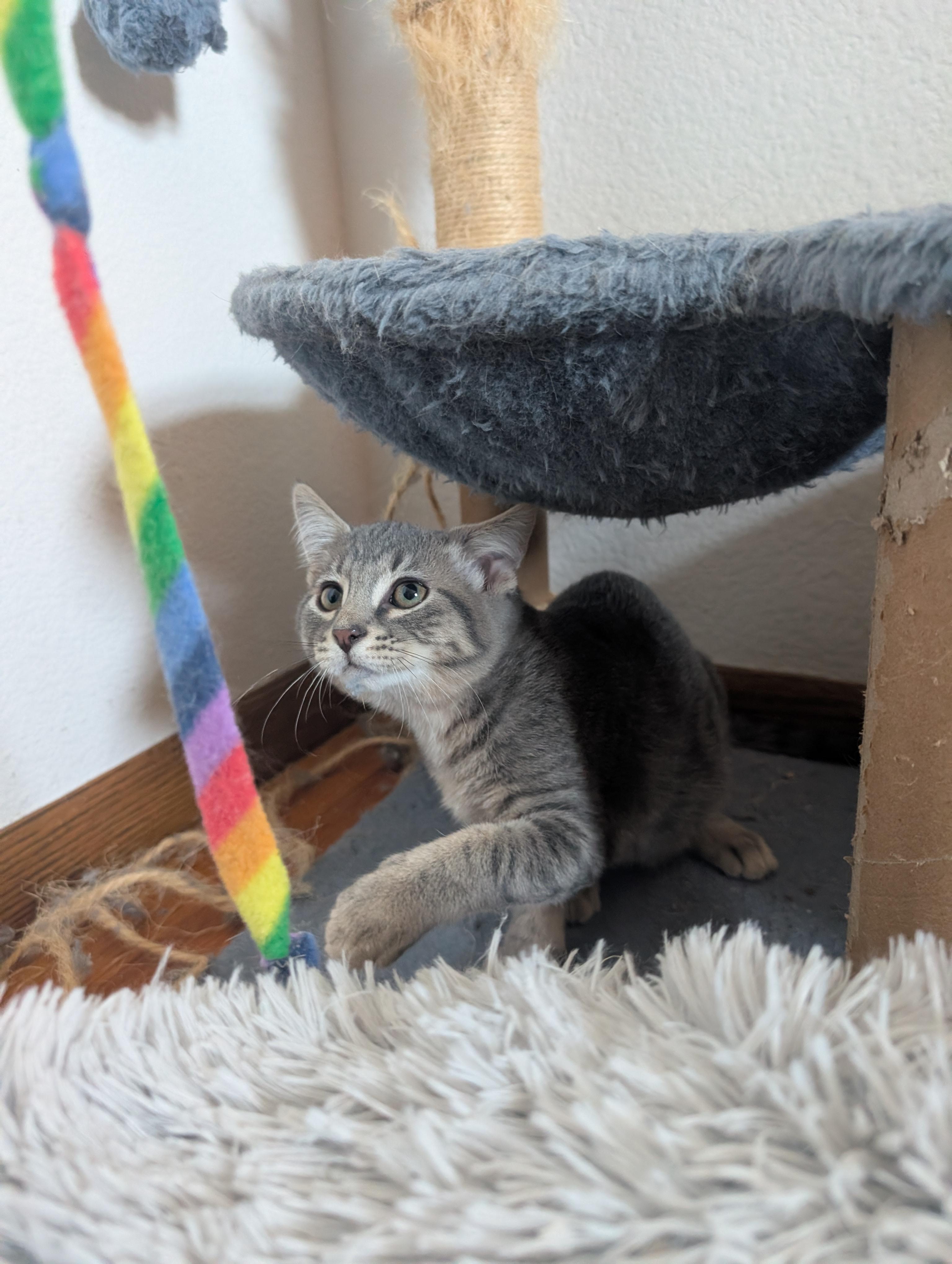 Enlarge Sam and Mitch, a Adoptable Domestic Short Hair in Ramsey , MN image 4/4