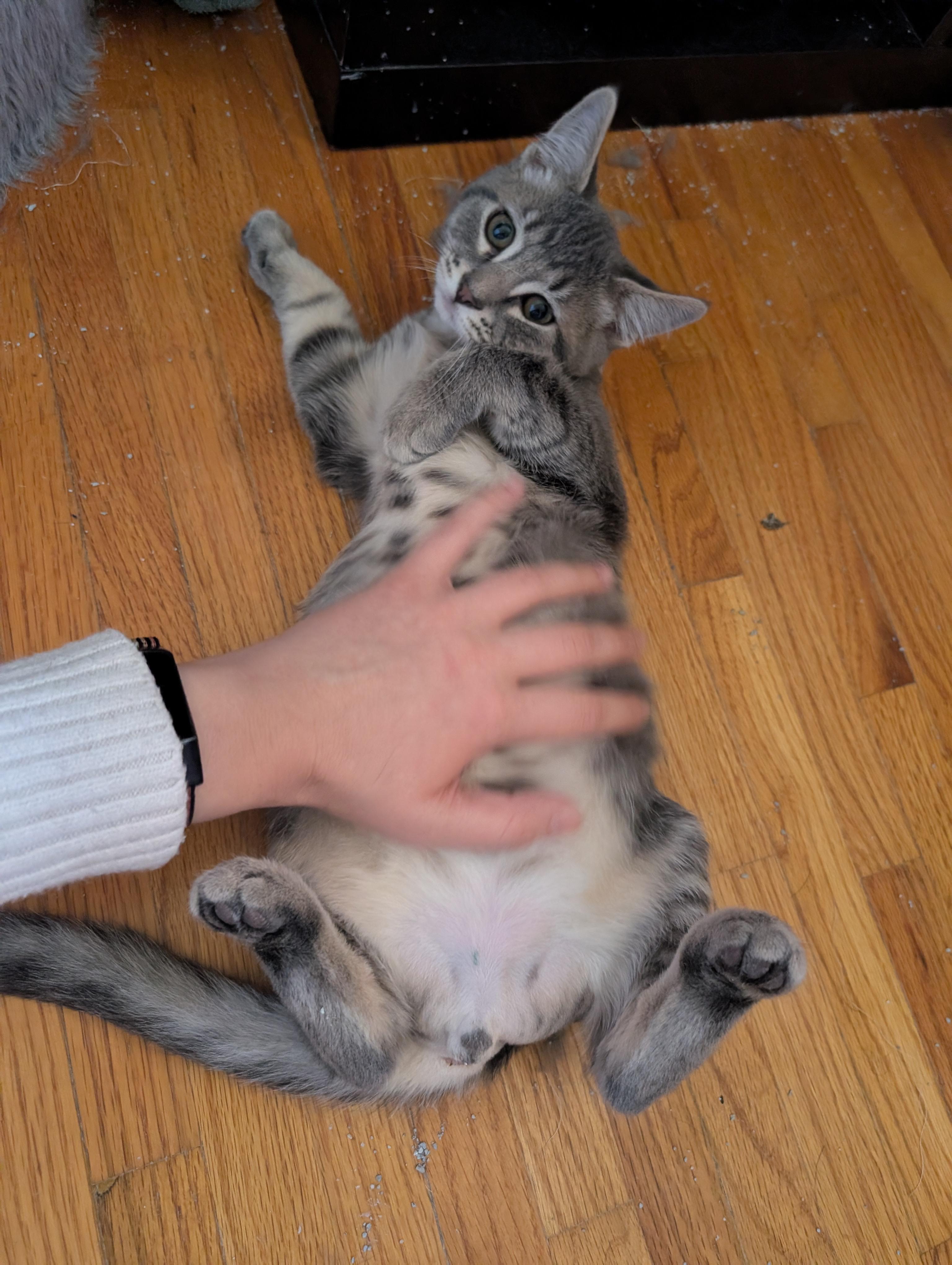 Enlarge Sam and Mitch, a Adoptable Domestic Short Hair in Ramsey , MN image 2/4