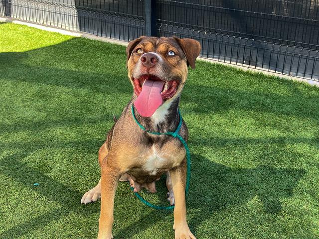 Enlarge AMBER, a Adoptable mixed breed in Tustin, CA image 1/1