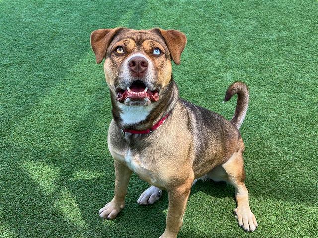 Enlarge AMBER, a Adoptable mixed breed in Tustin, CA image 1/1