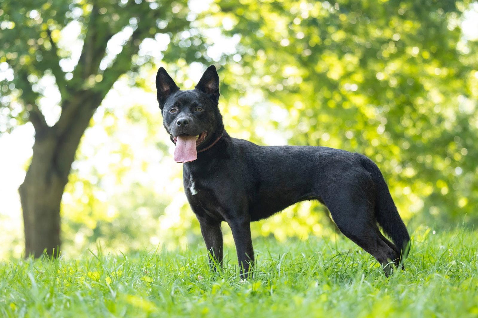 Luna, a Adoptable mixed breed in Cary, NC image 2/3
