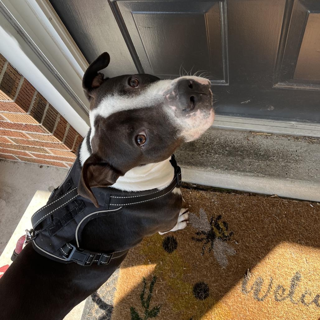 "RINGO", Adoptable, Adult Male Pit Bull Terrier.