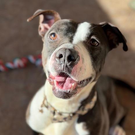 Enlarge "RINGO", a Adoptable Pit Bull Terrier in Conshohocken, PA image 3/6