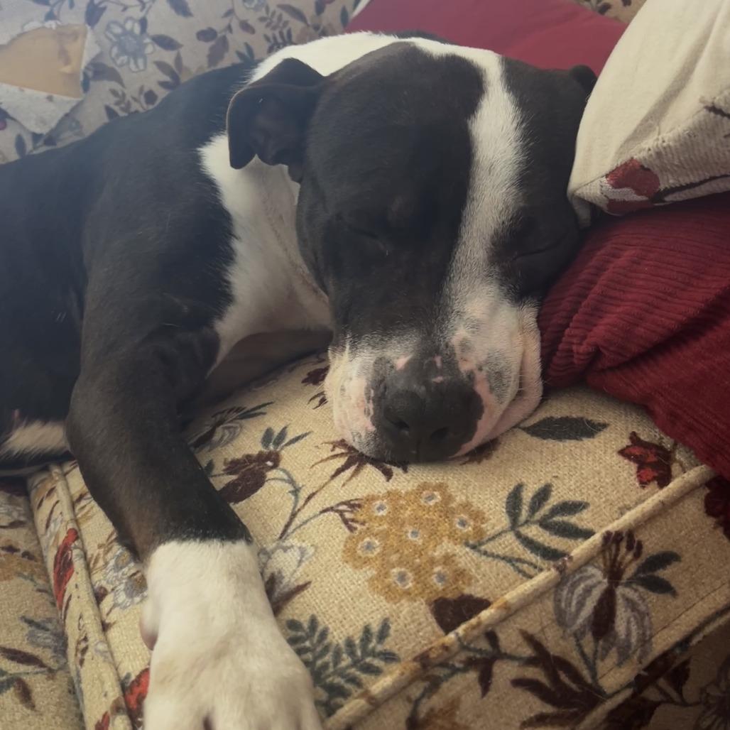 Enlarge "RINGO", a Adoptable Pit Bull Terrier in Conshohocken, PA image 4/6