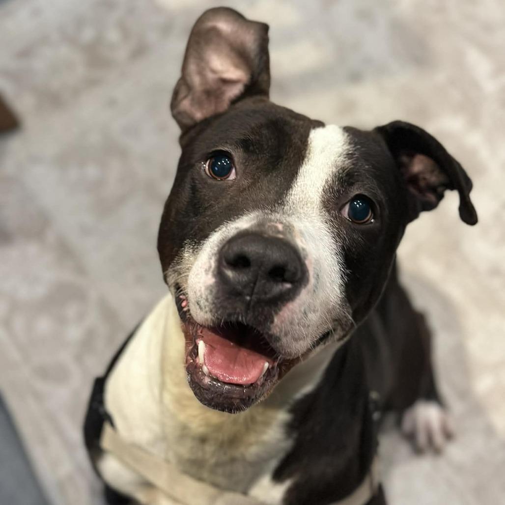 Enlarge "RINGO", a Adoptable Pit Bull Terrier in Conshohocken, PA image 2/6