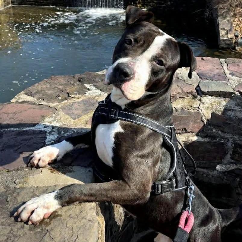 Enlarge "RINGO", a Adoptable Pit Bull Terrier in Conshohocken, PA image 6/6