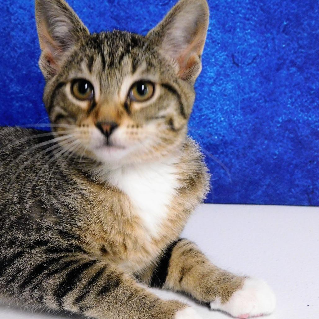 Sophia, Adoptable, Kitten Female Domestic Short Hair.