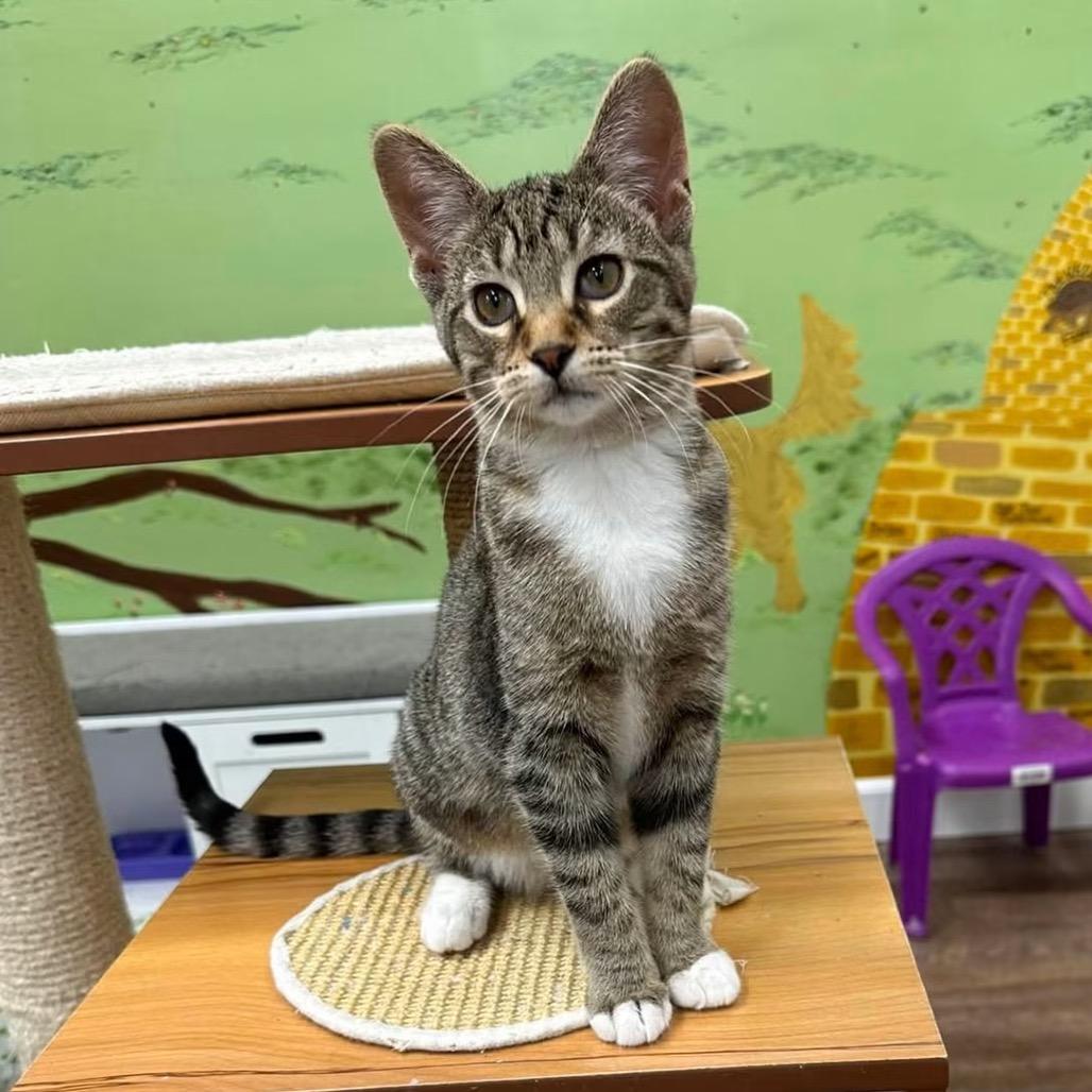 Sophia, a Adoptable Domestic Short Hair in Canton, IL image 2/6