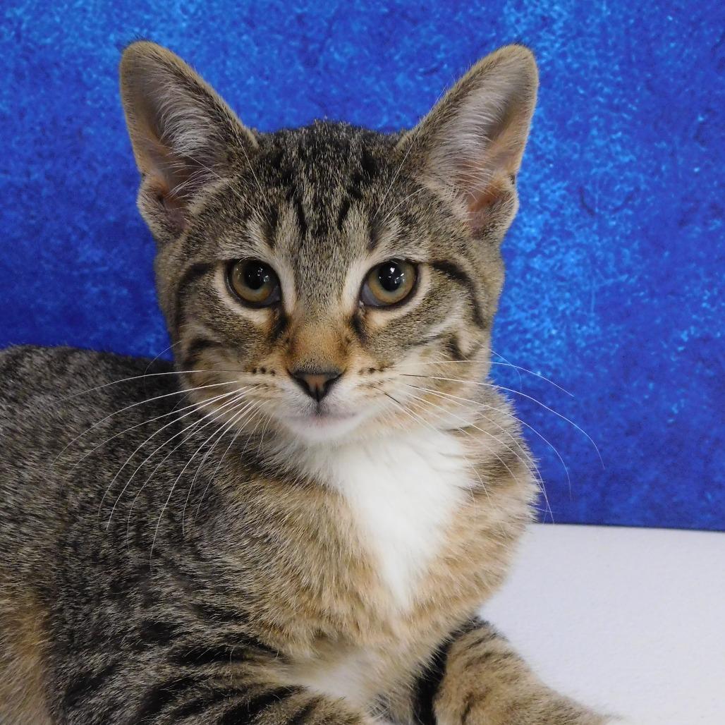 Sophia, a Adoptable Domestic Short Hair in Canton, IL image 3/6