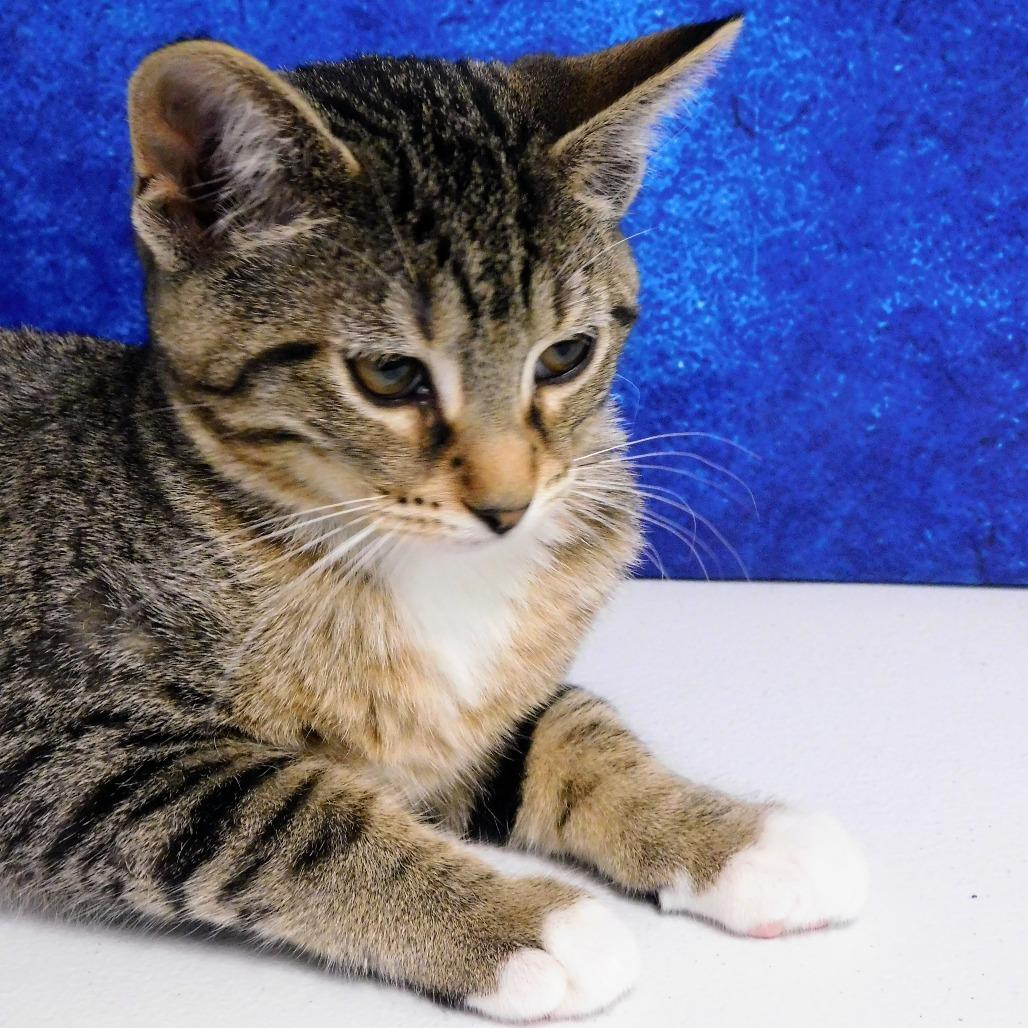 Sophia, a Adoptable Domestic Short Hair in Canton, IL image 4/6