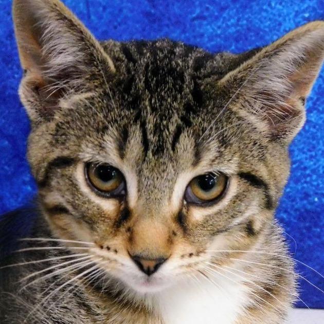 Sophia, a Adoptable Domestic Short Hair in Canton, IL image 5/6