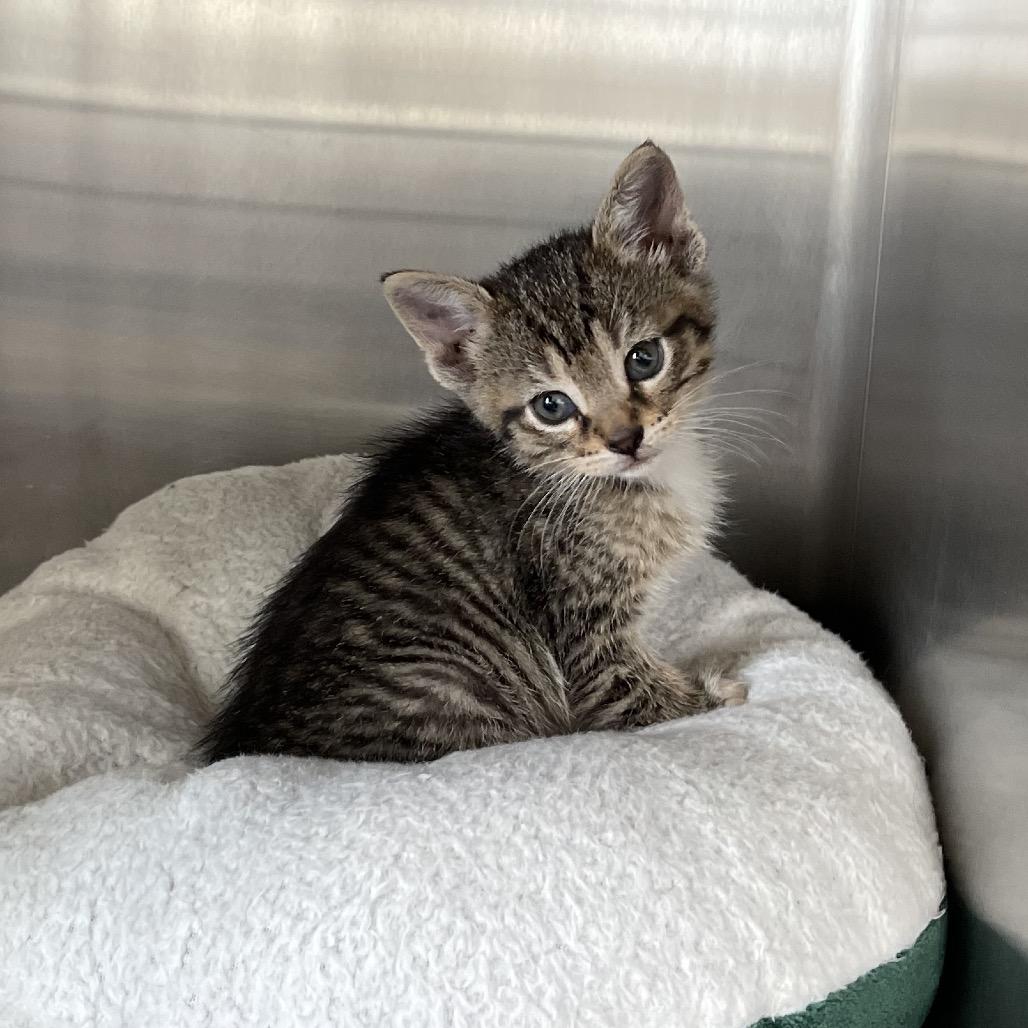 Sophia, a Adoptable Domestic Short Hair in Canton, IL image 6/6
