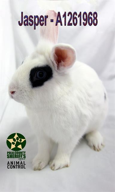Enlarge JASPER, a Adoptable Hotot in Winter Haven, FL image 1/1