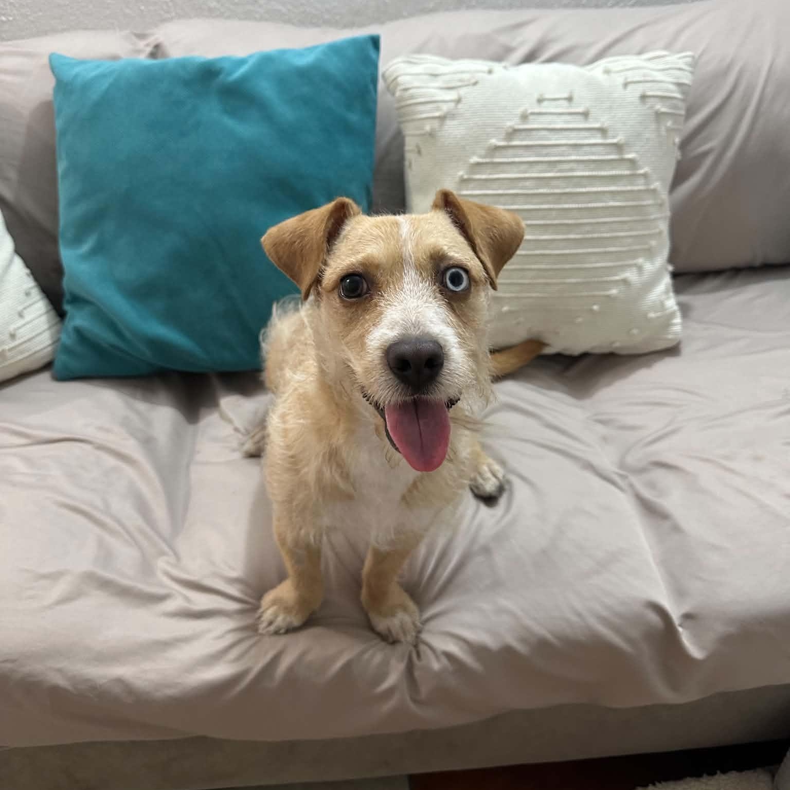 Molly, a ADOPTABLE mixed breed in San Diego, CA image 2/6