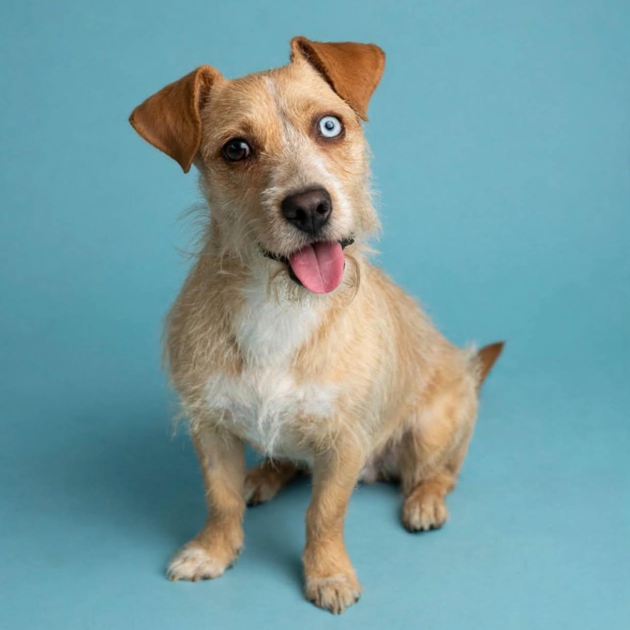 Molly, a ADOPTABLE mixed breed in San Diego, CA image 1/6