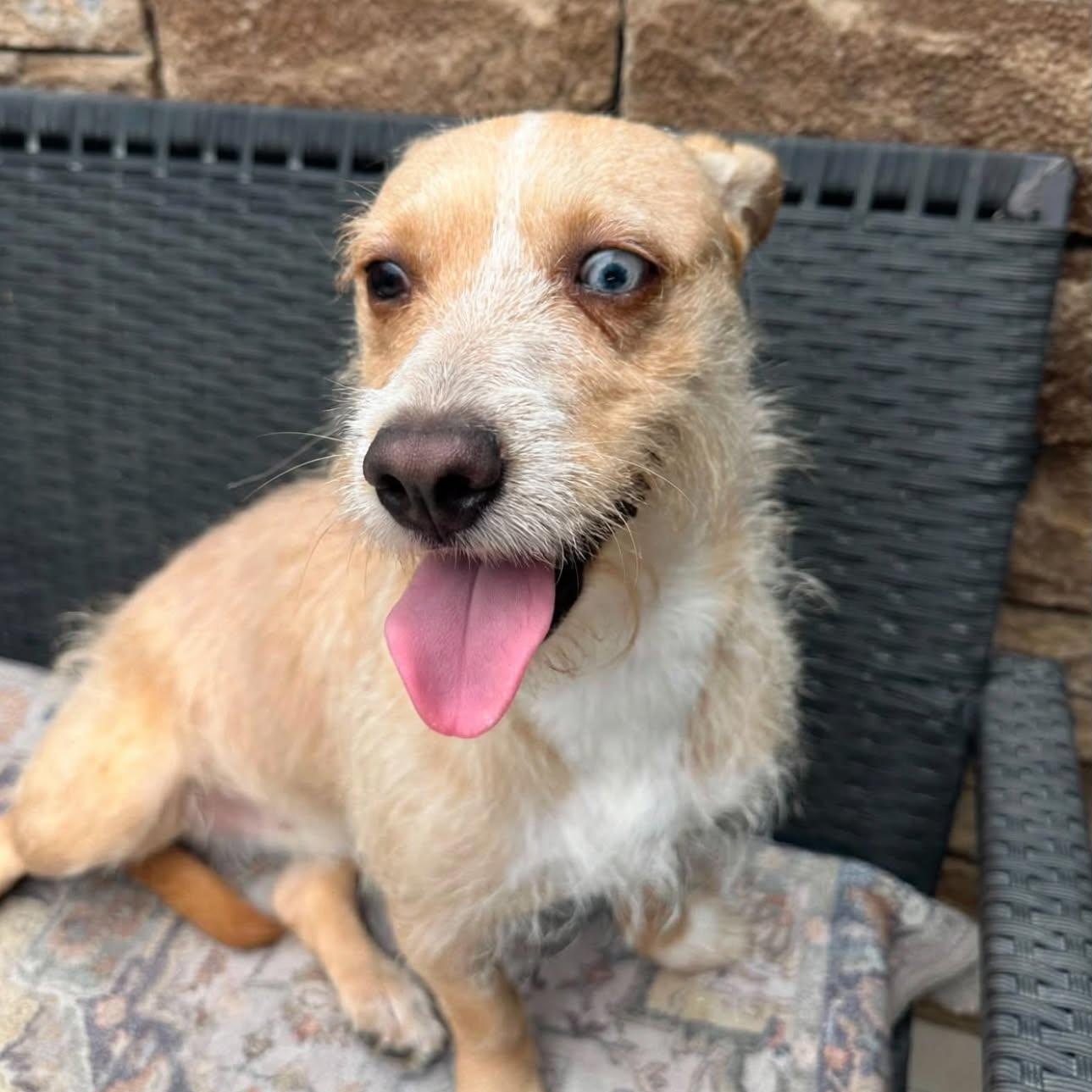 Molly, a ADOPTABLE mixed breed in San Diego, CA image 3/6