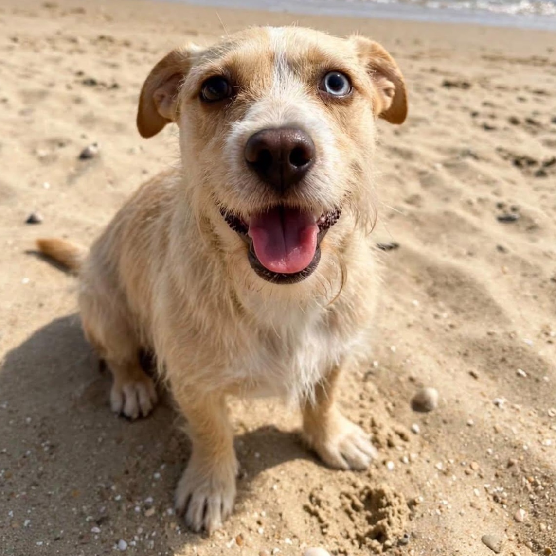 Molly, a ADOPTABLE mixed breed in San Diego, CA image 6/6