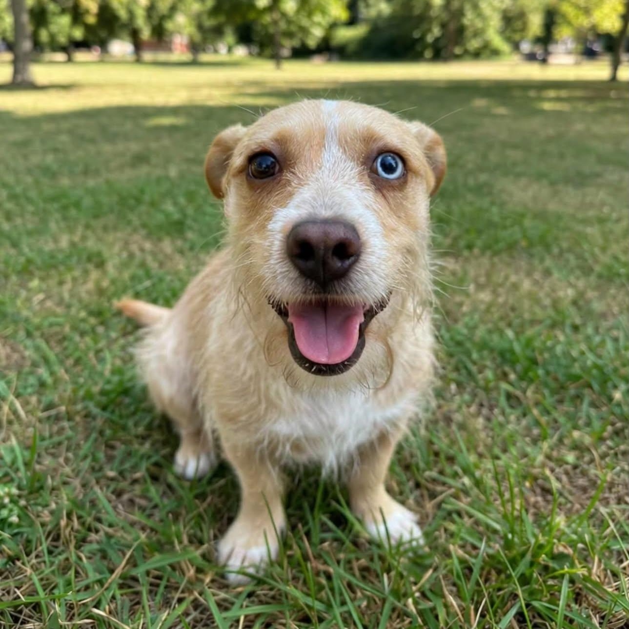 Molly, a ADOPTABLE mixed breed in San Diego, CA image 5/6