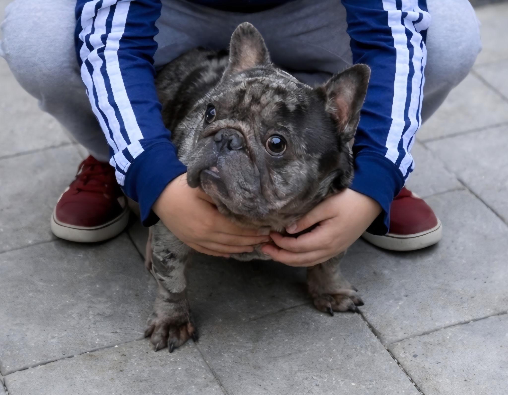 Picasso , adopted, Adult Male French Bulldog.