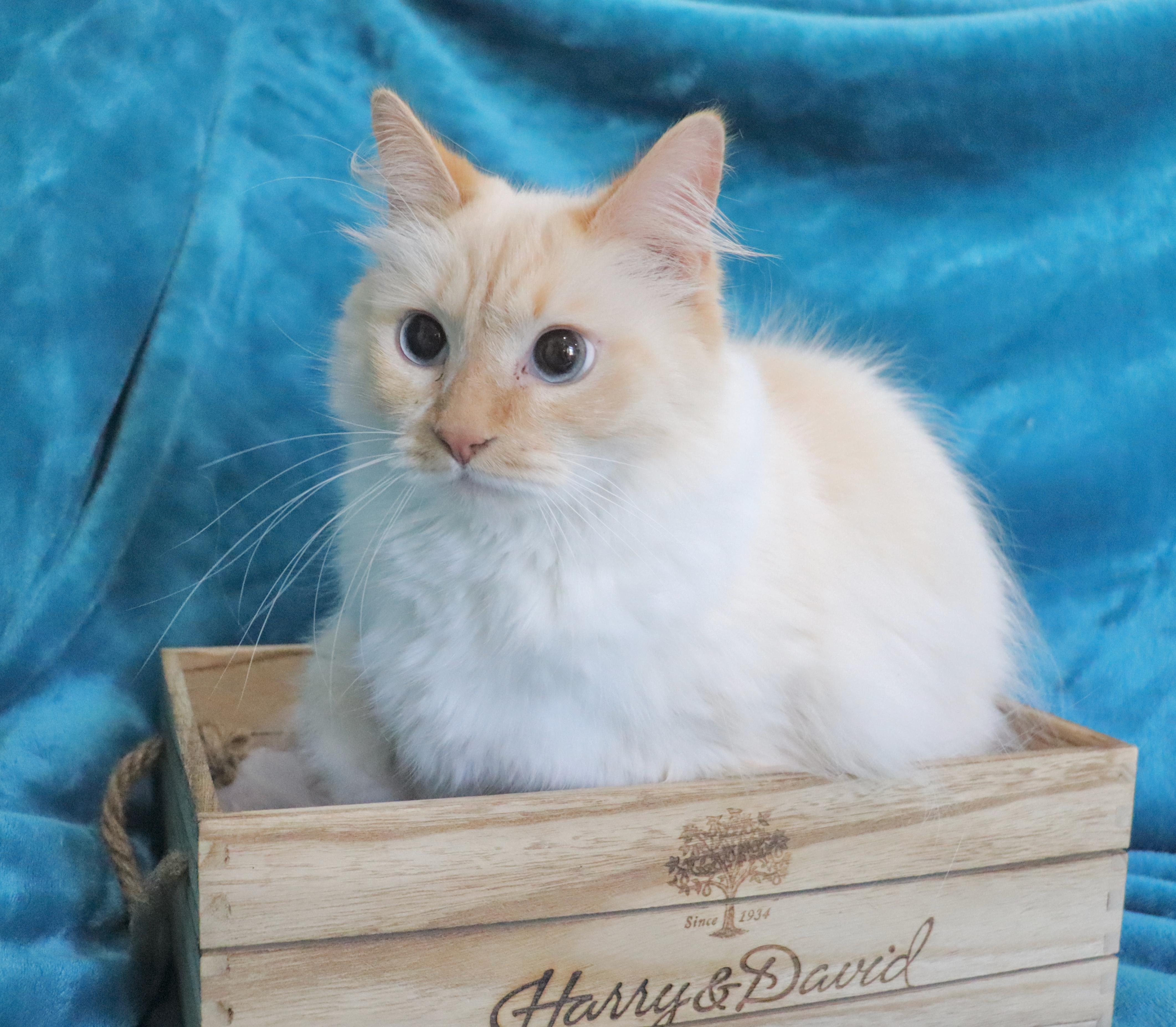 Enlarge Elfo, an adopted mixed breed in Saint Augustine, FL image 3/6