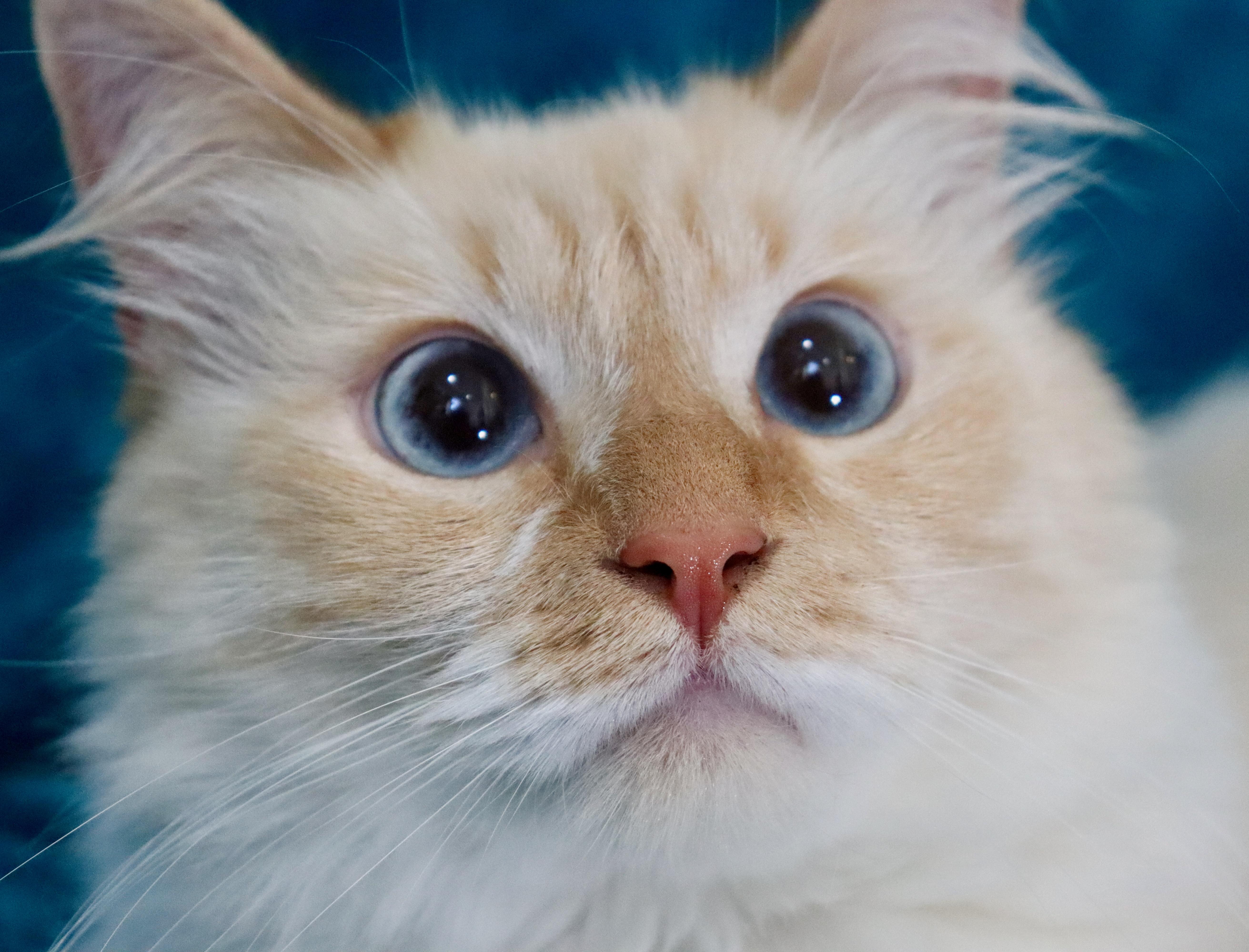 Enlarge Elfo, an adopted mixed breed in Saint Augustine, FL image 6/6