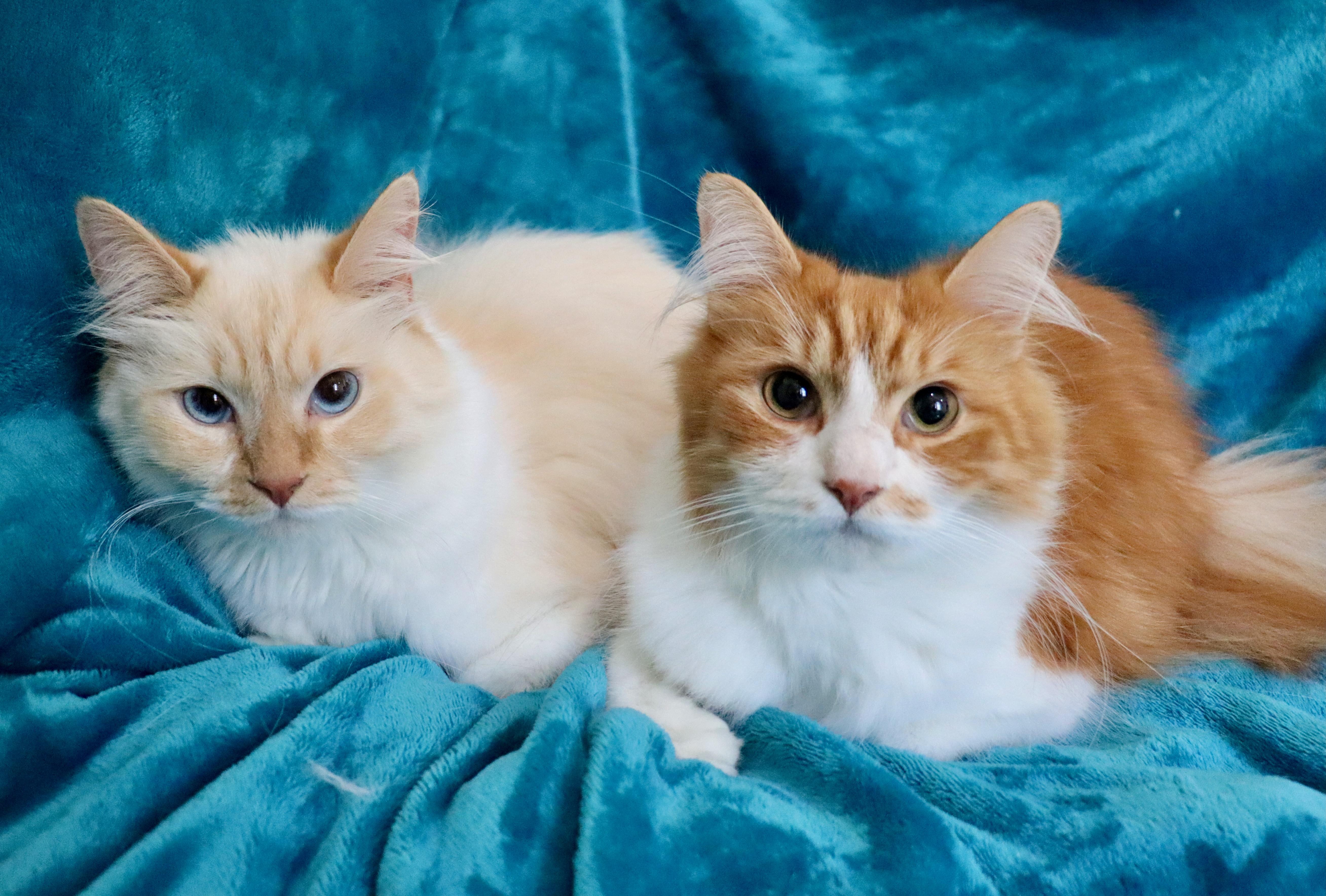 Enlarge Elfo, an adopted mixed breed in Saint Augustine, FL image 2/6