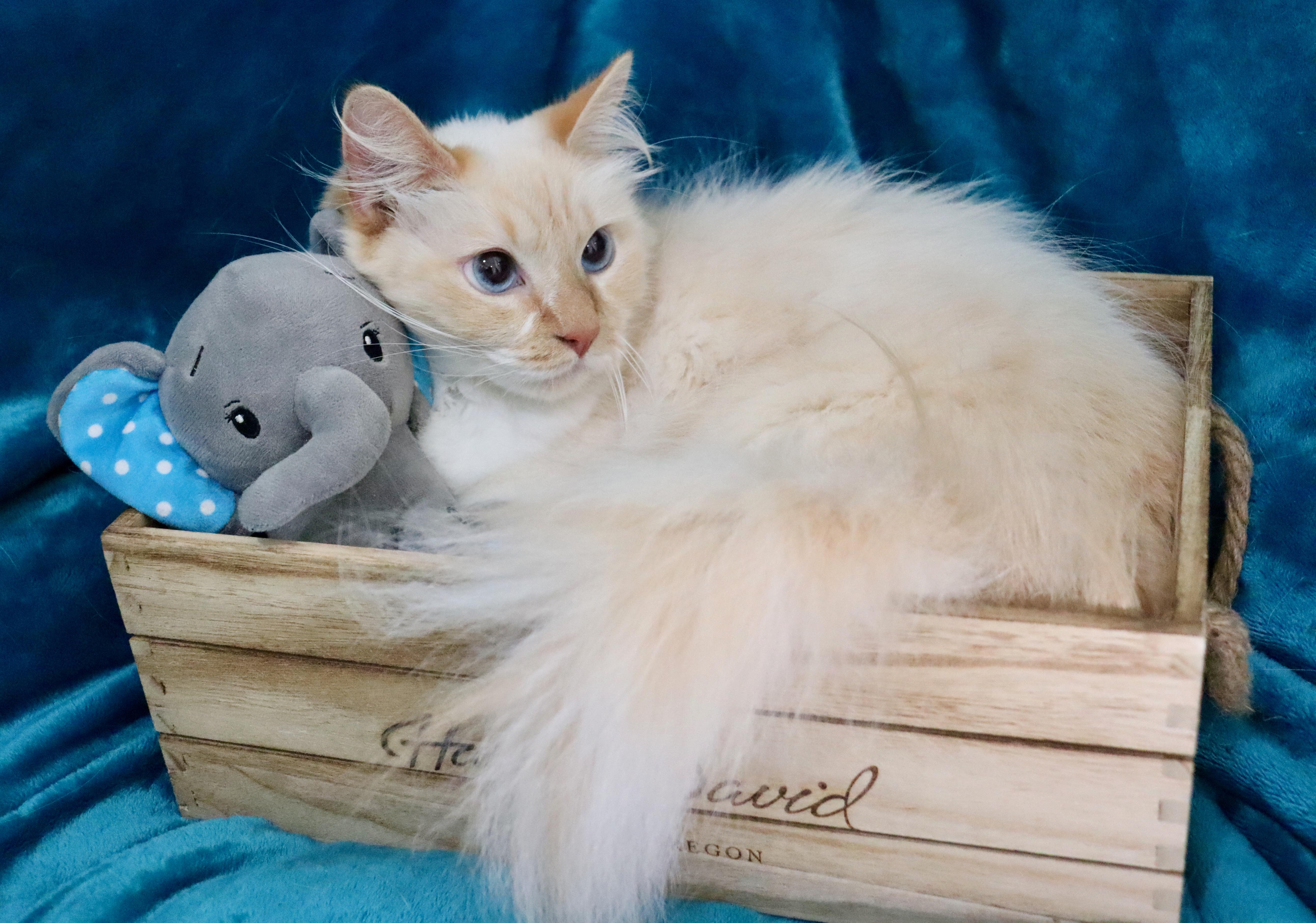 Enlarge Elfo, an adopted mixed breed in Saint Augustine, FL image 1/6