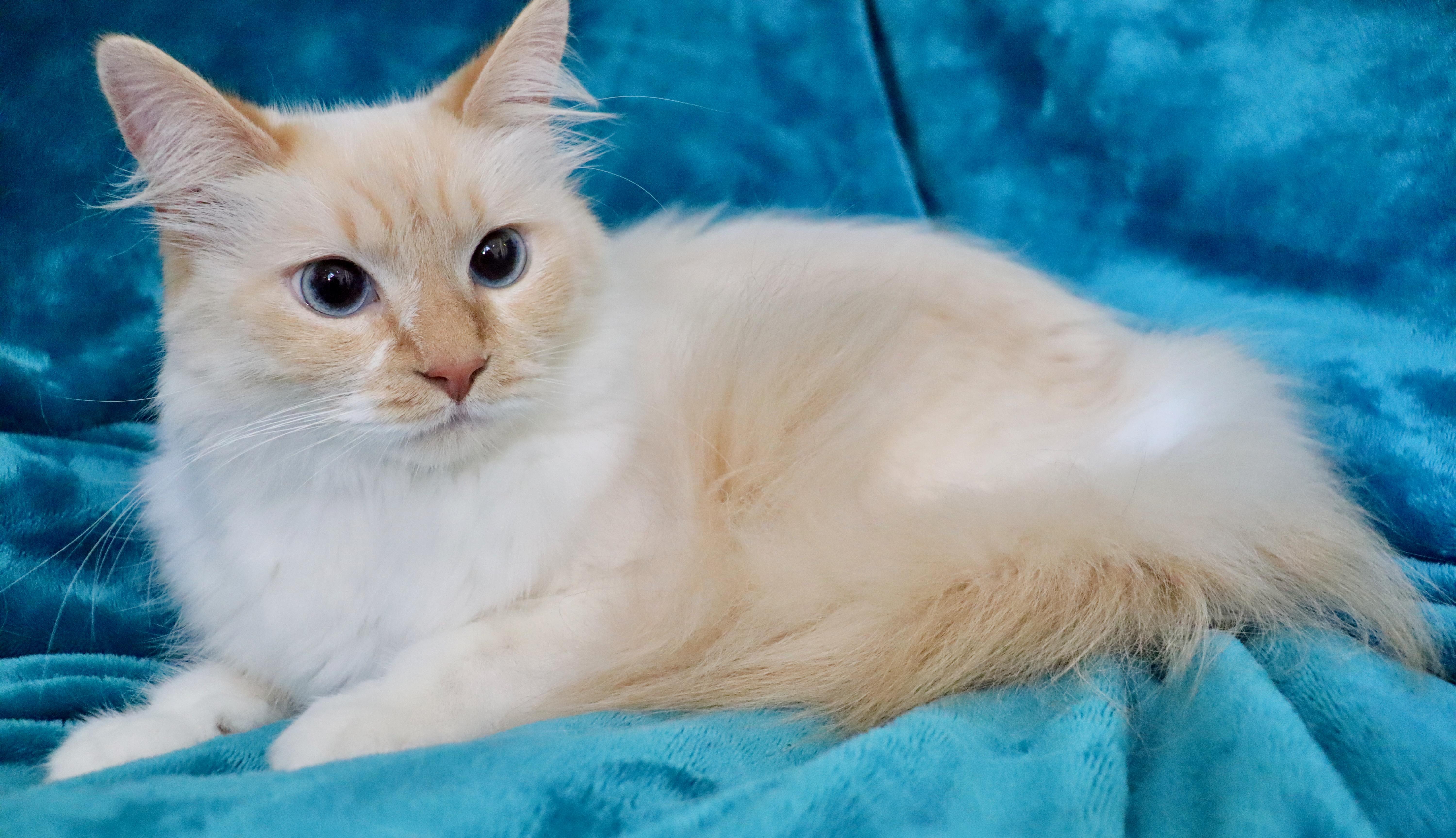 Enlarge Elfo, an adopted mixed breed in Saint Augustine, FL image 4/6