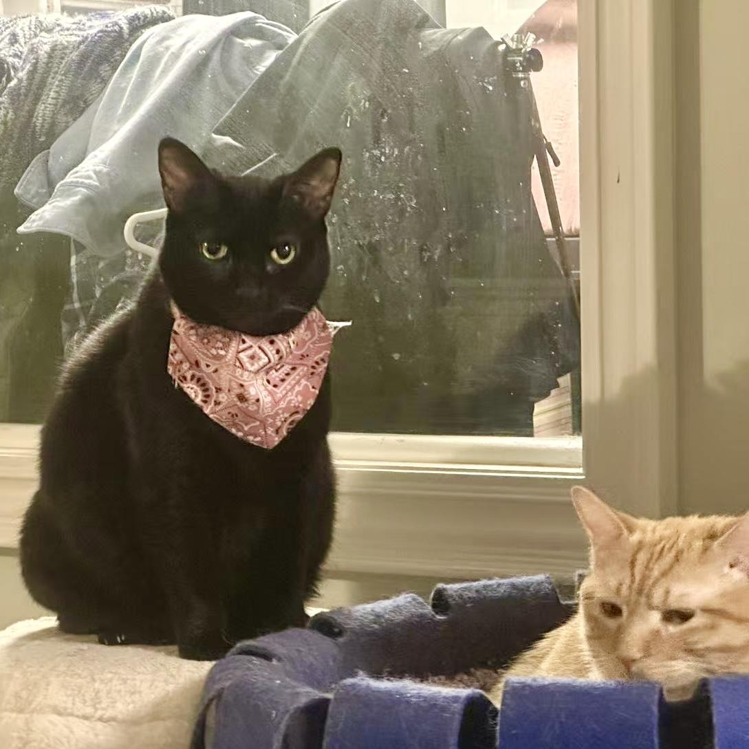 Enlarge Pinot Noir (Snowball), a Adopted mixed breed in Toronto, ON image 5/6