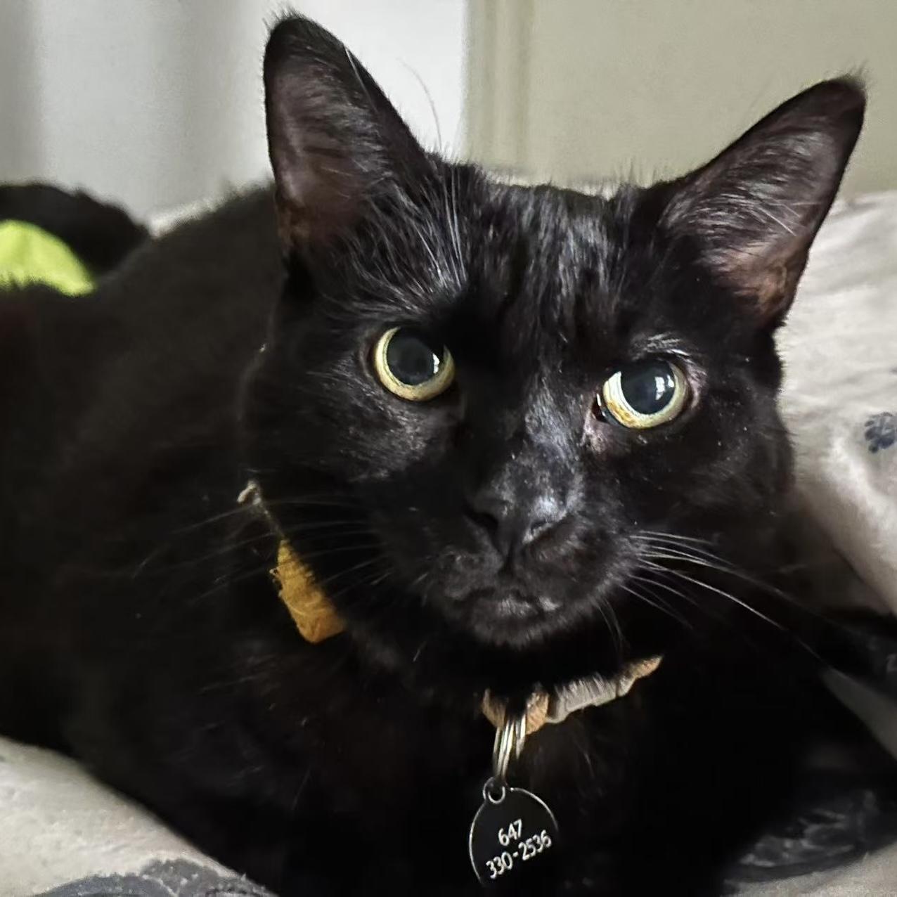 Pinot Noir (Snowball), Adopted, Young Female Bombay.