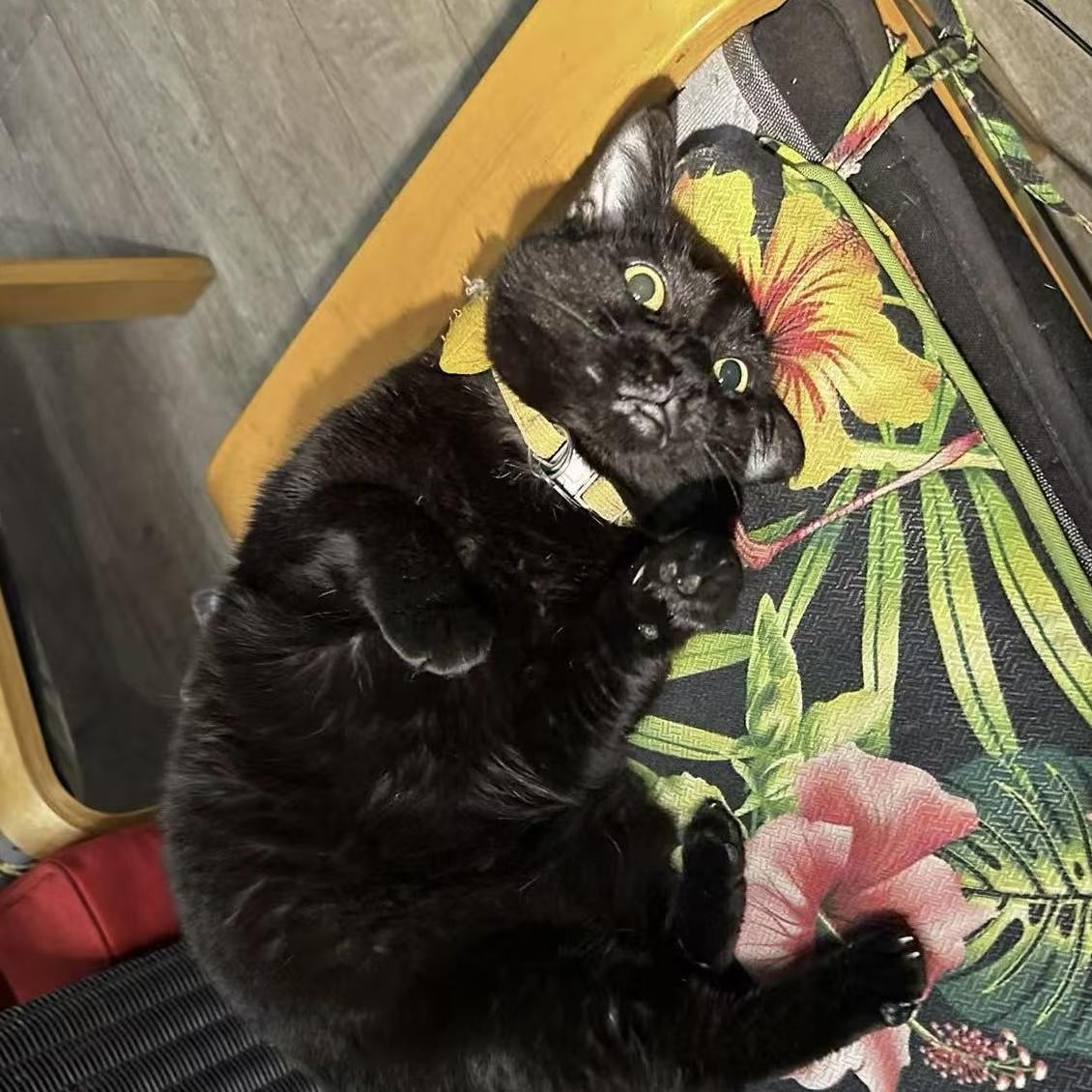 Enlarge Pinot Noir (Snowball), a Adopted mixed breed in Toronto, ON image 2/6