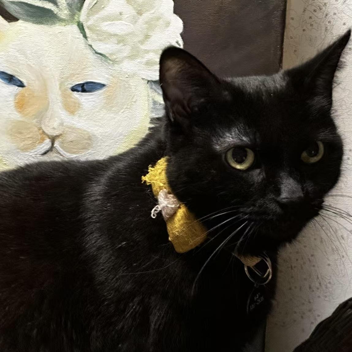 Enlarge Pinot Noir (Snowball), a Adopted mixed breed in Toronto, ON image 3/6