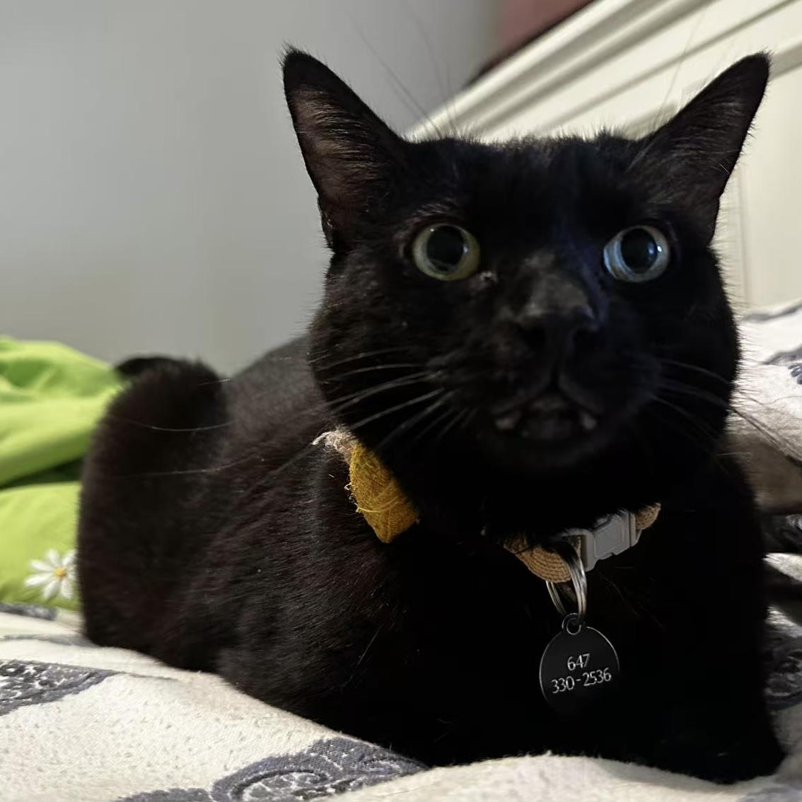 Enlarge Pinot Noir (Snowball), a Adopted mixed breed in Toronto, ON image 4/6