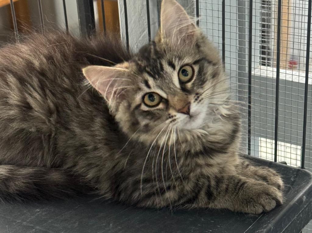 Sea Doo 26, Adoptable, Kitten Female Tabby & Domestic Long Hair.