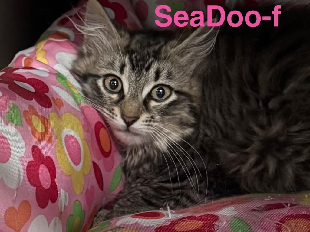 Enlarge Sea Doo 26, a Adoptable mixed breed in Brookhaven, MS image 2/2