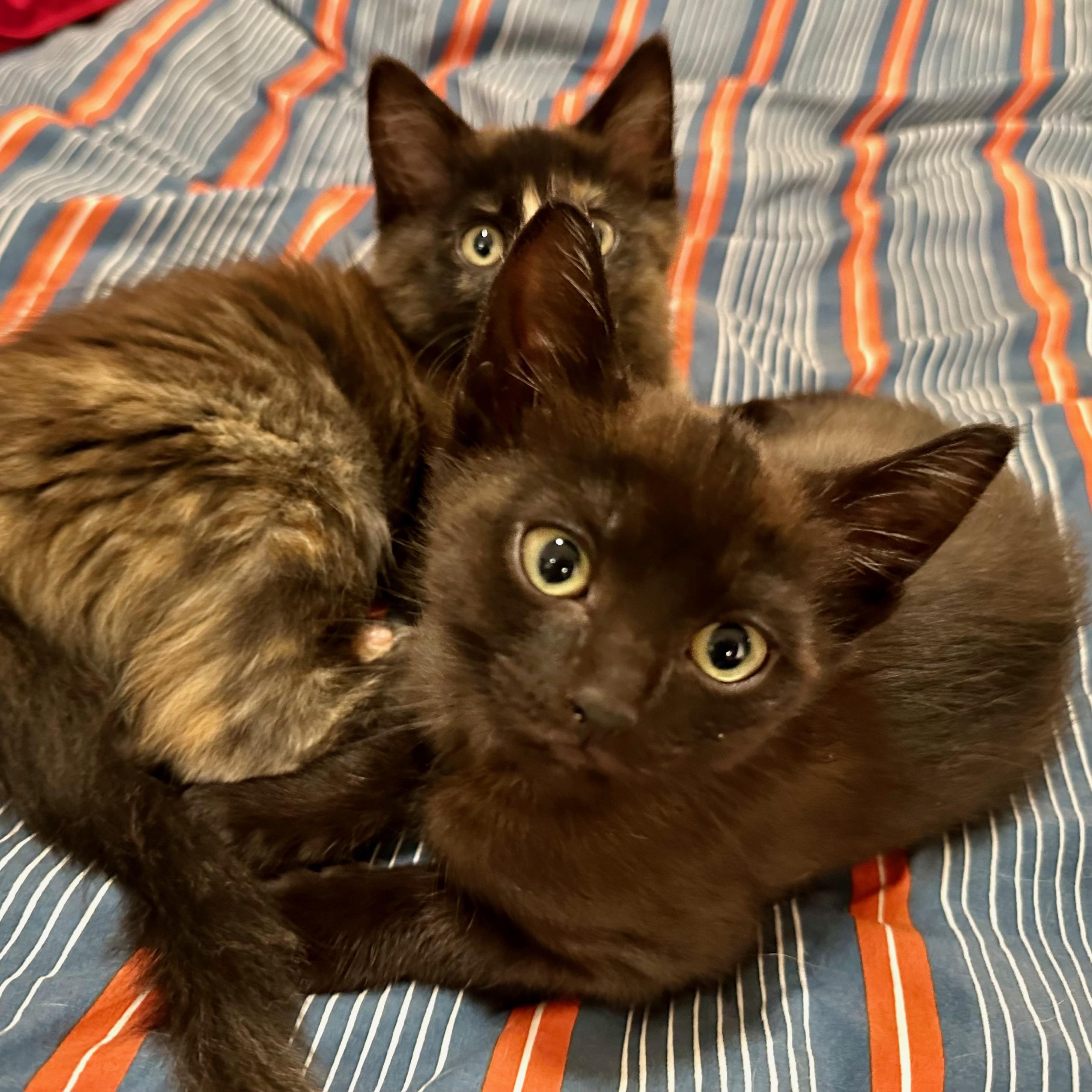 Enlarge Trill, an adopted Domestic Short Hair in Portland, OR image 5/6