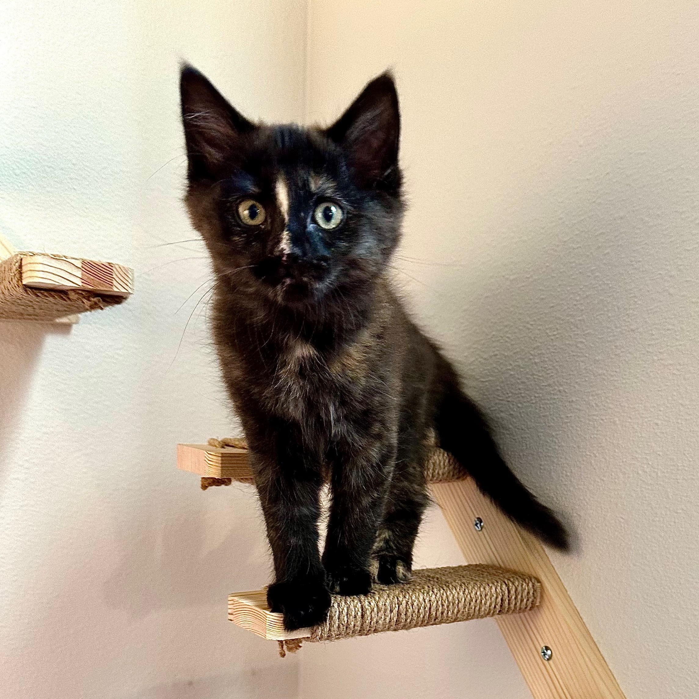 Enlarge Trill, an adopted Domestic Short Hair in Portland, OR image 1/6