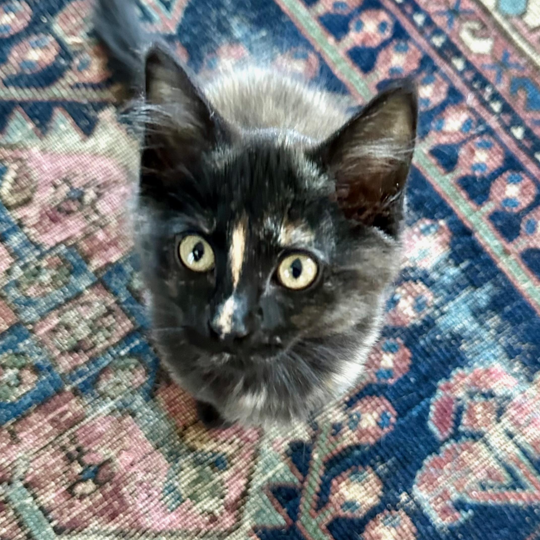 Enlarge Trill, an adopted Domestic Short Hair in Portland, OR image 6/6