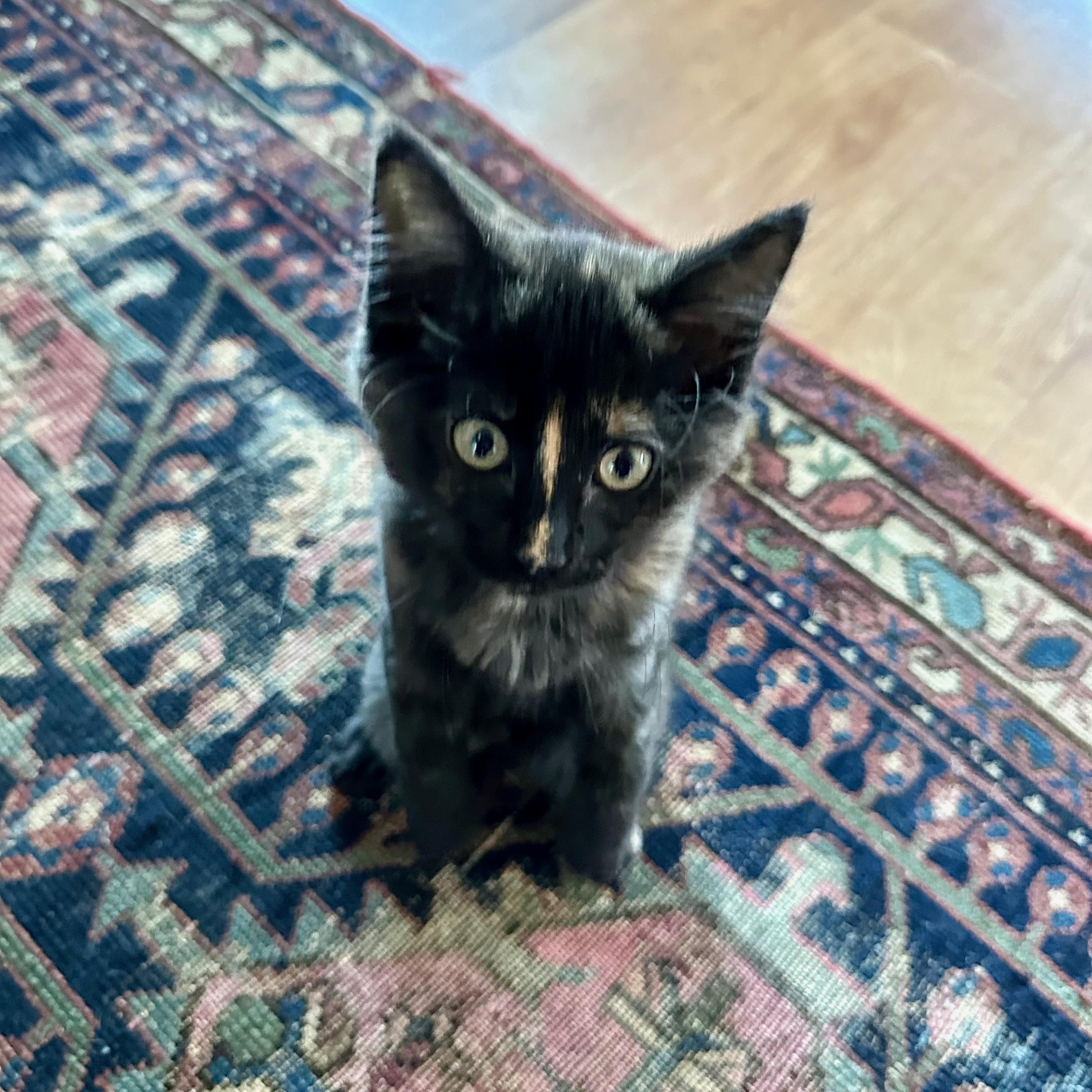 Enlarge Trill, an adopted Domestic Short Hair in Portland, OR image 3/6