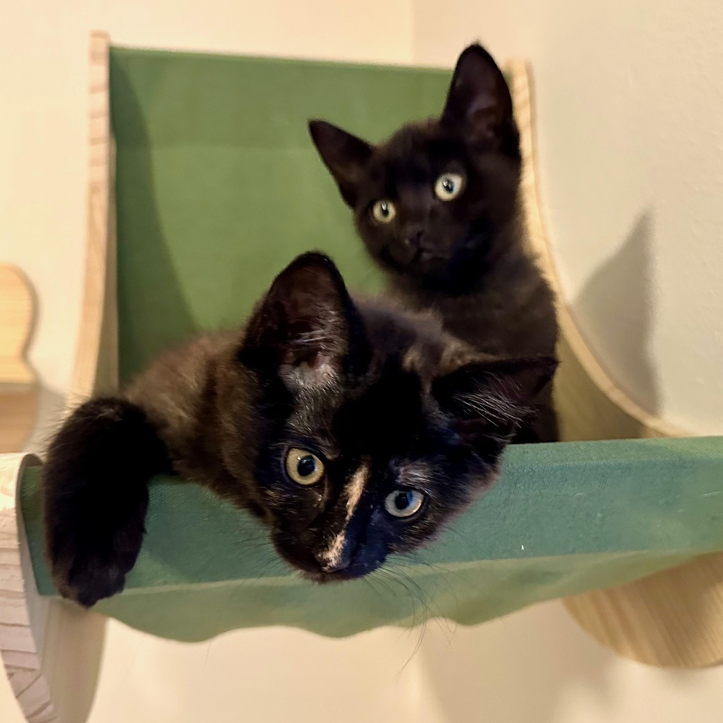 Enlarge Trill, an adopted Domestic Short Hair in Portland, OR image 4/6