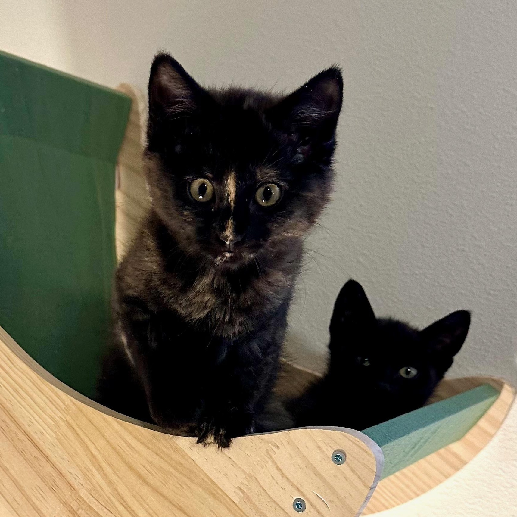 Enlarge Trill, an adopted Domestic Short Hair in Portland, OR image 2/6