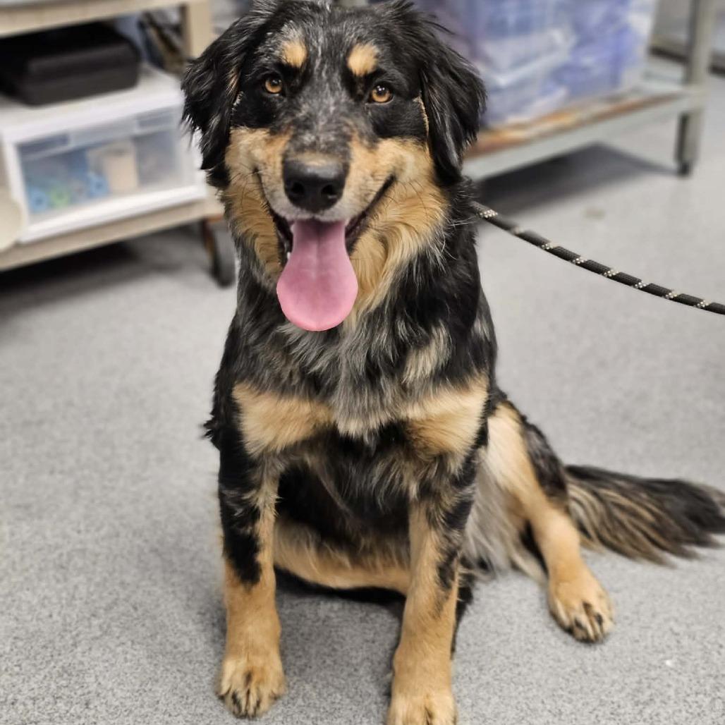 Enlarge Bonnie, a Adoptable mixed breed in Martinsville, VA image 1/2