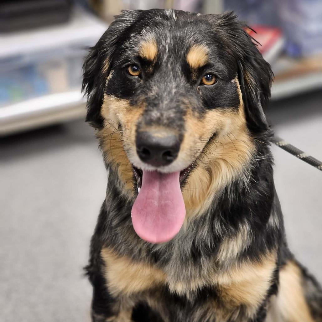 Enlarge Bonnie, a Adoptable mixed breed in Martinsville, VA image 2/2