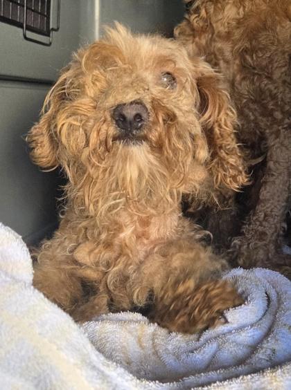 Joy, Adoptable, Adult Female Poodle.