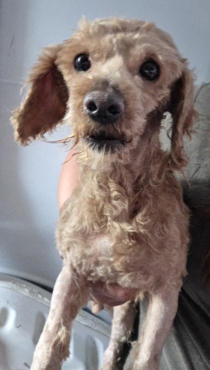 Enlarge Joy, a Adoptable Poodle in Malvern, PA image 2/2