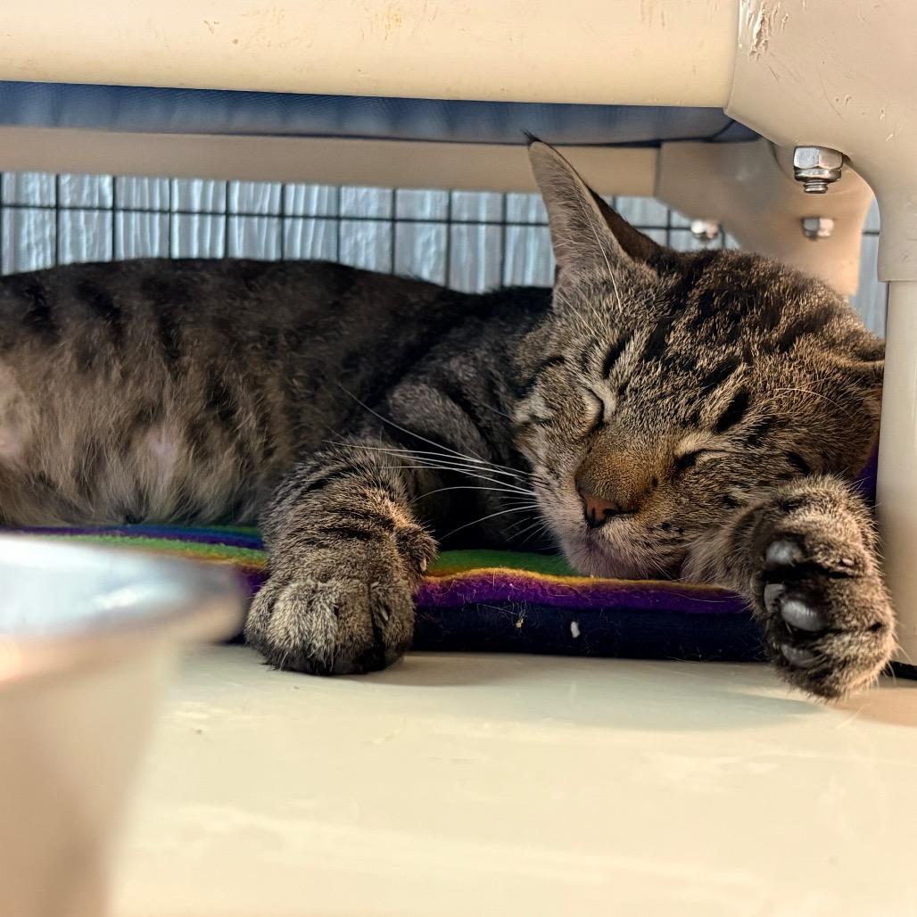 Enlarge Coffee Toffee, a Adoptable Domestic Short Hair in Clarksville, AR image 1/6