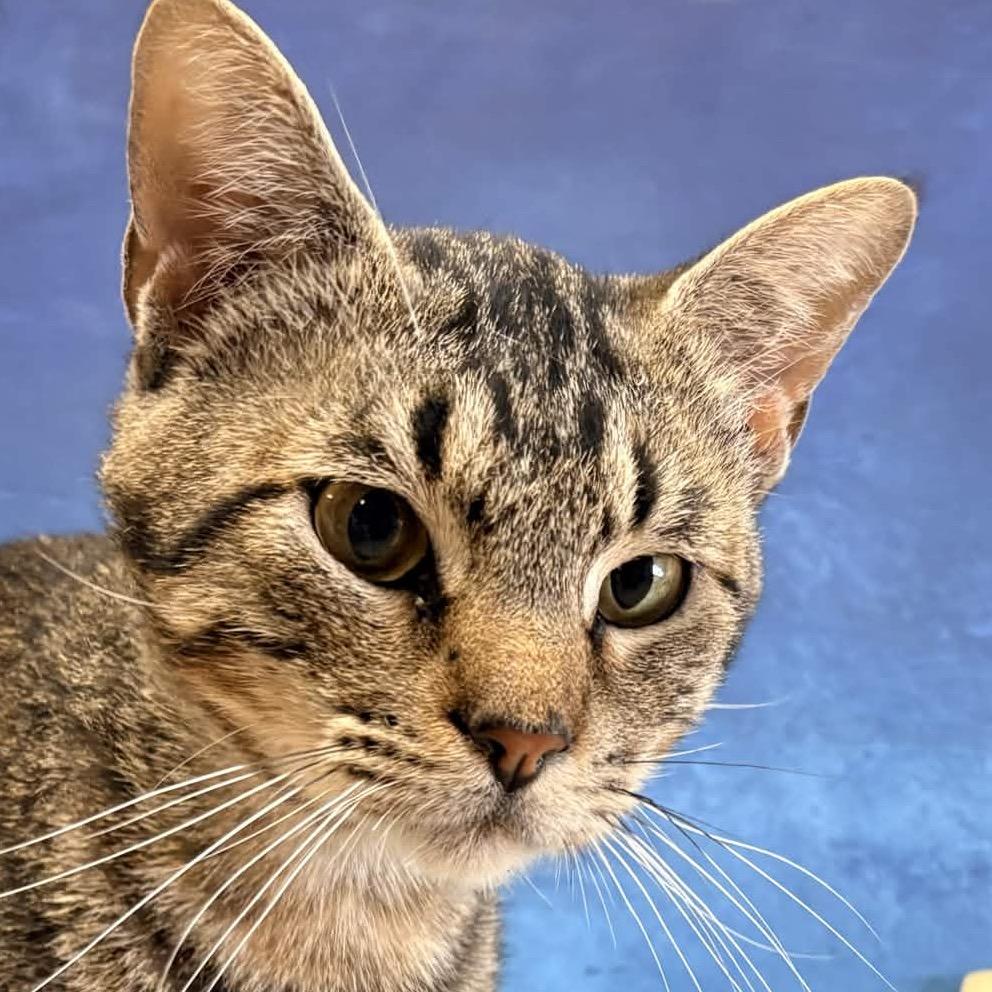 Coffee Toffee, Adoptable, Adult Male Domestic Short Hair.