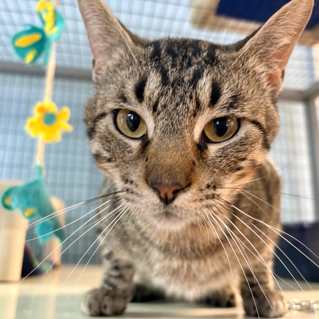 Enlarge Coffee Toffee, a Adoptable Domestic Short Hair in Clarksville, AR image 3/6